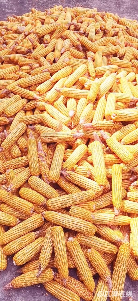 今年玉米获得大丰收金黄色的玉米堆积如山