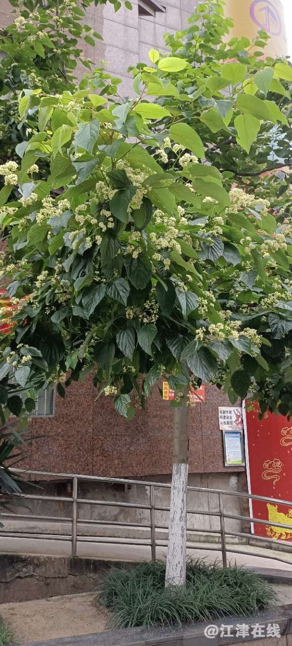 几江街道时尚天街有棵拐枣树,每年都要结100多斤,估